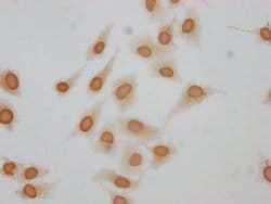 Invitrogen Formyl-Histone H1.4 (Lys62) Polyclonal Antibody 100 &mu;L; Unconjugated:Antibodies,