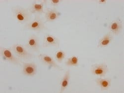 Invitrogen Formyl-Histone H1.4 (Lys63) Polyclonal Antibody 100 &mu;L | Buy Online | Invitrogen&trade; | Fisher Scientific
