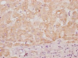Invitrogen HS3ST3B1 Polyclonal Antibody 100 &mu;L; Unconjugated:Antibodies,