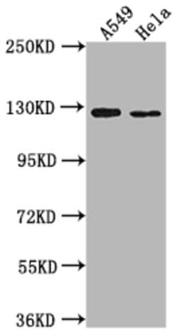 Invitrogen IGSF3 Polyclonal Antibody 100 &mu;L; Unconjugated:Antibodies,