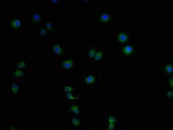 Invitrogen LCMT1 Polyclonal Antibody 100 &mu;L; Unconjugated:Antibodies,