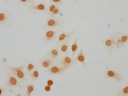 Invitrogen Mono-Methyl-Histone H2A.Z (Lys7) Polyclonal Antibody 100 &mu;L;