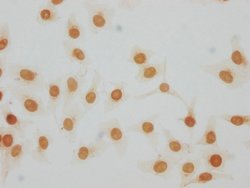 Invitrogen Mono-Methyl-Histone H1.2 (Lys105) Polyclonal Antibody 100 &mu;L | Buy Online | Invitrogen&trade; | Fisher Scientific