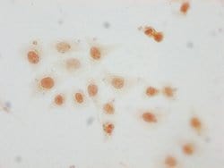 Invitrogen Mono-Methyl-HIST1H2AG (Arg29) Polyclonal Antibody 100 &mu;L;