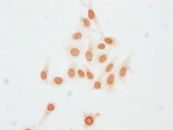 Invitrogen Mono-Methyl-HIST1H2BC (Lys23) Polyclonal Antibody 100 &mu;L;