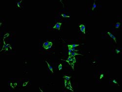 Invitrogen MRAS Polyclonal Antibody 100 &mu;L; Unconjugated:Antibodies,
