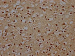 Invitrogen NHLRC1 Polyclonal Antibody 100 &mu;L; Unconjugated:Antibodies,