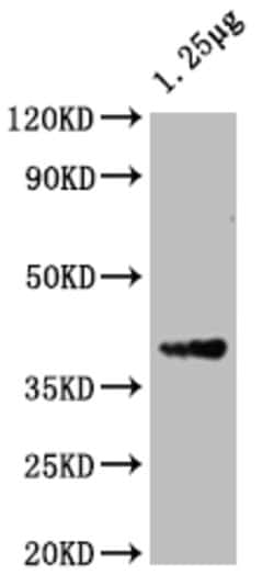 Invitrogen ompF Polyclonal Antibody 100 &mu;L; Unconjugated:Antibodies,