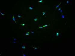 Invitrogen OR13C8 Polyclonal Antibody 100 &mu;L; Unconjugated:Antibodies,