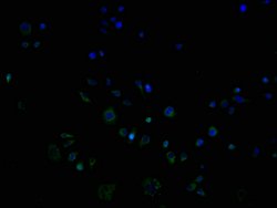 Invitrogen OR9G1 Polyclonal Antibody 100 &mu;L; Unconjugated:Antibodies,