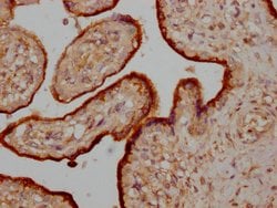 Invitrogen Osteocrin Polyclonal Antibody 100 &mu;L; Unconjugated:Antibodies,