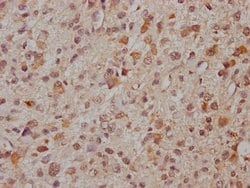 Invitrogen PCDHA8 Polyclonal Antibody 100 &mu;L; Unconjugated:Antibodies,