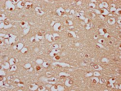 Invitrogen PCDHA8 Polyclonal Antibody 100 &mu;L; Unconjugated:Antibodies,