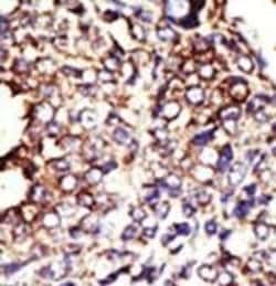 Invitrogen GCNT1 Polyclonal Antibody 400 &mu;L; Unconjugated:Antibodies,