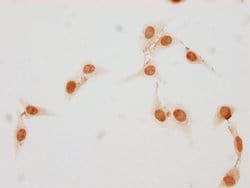 Invitrogen Phospho-Histone H1.5 (Ser17) Polyclonal Antibody 100 &mu;L;