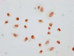 Invitrogen Phospho-Histone H1.4 (Thr145) Polyclonal Antibody 100 &mu;L;