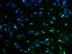 Invitrogen RIM4 Polyclonal Antibody 100 &mu;L; Unconjugated:Antibodies,