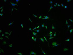RNF122 Polyclonal Antibody:Antibodies, Polyclonal