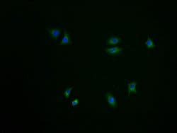 Invitrogen C6orf1 Polyclonal Antibody 100 &mu;L; Unconjugated:Antibodies,
