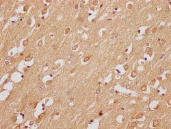 Invitrogen C6orf1 Polyclonal Antibody 100 &mu;L; Unconjugated:Antibodies,