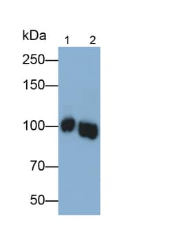 Invitrogen MYH16 Polyclonal Antibody, Invitrogen 100 μL; Unconjugated:Antibodies,