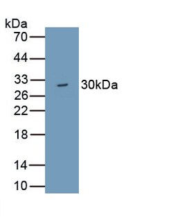 Invitrogen WDR90 Polyclonal Antibody, Invitrogen 100 &mu;L; Unconjugated:Antibodies,