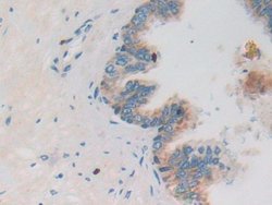 Invitrogen Trypsin 2 Polyclonal Antibody, Invitrogen 100 &mu;L; Unconjugated:Antibodies,