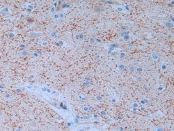 Invitrogen Trypsin 2 Polyclonal Antibody, Invitrogen 100 &mu;L; Unconjugated:Antibodies,