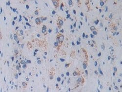 Invitrogen TOP3A Polyclonal Antibody, Invitrogen:Antibodies:Primary Antibodies