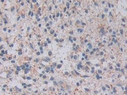 Invitrogen TOP3A Polyclonal Antibody, Invitrogen:Antibodies:Primary Antibodies