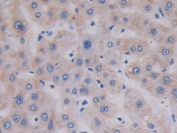 Invitrogen TOP3A Polyclonal Antibody, Invitrogen 20 &mu;L; Unconjugated:Antibodies,