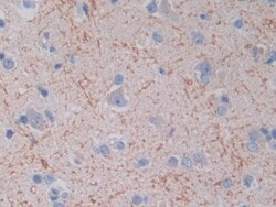 Invitrogen TOP3A Polyclonal Antibody, Invitrogen 20 &mu;L; Unconjugated:Antibodies,