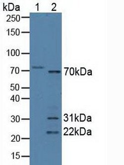 SYNC Polyclonal Antibody, Invitrogen:Antibodies:Primary Antibodies