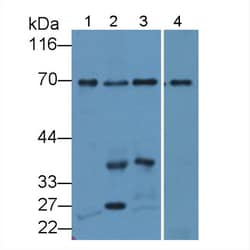 Invitrogen SYNC Polyclonal Antibody, Invitrogen 100 &mu;L; Unconjugated:Antibodies,