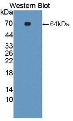 Invitrogen SYNC Polyclonal Antibody, Invitrogen 100 &mu;L; Unconjugated:Antibodies,