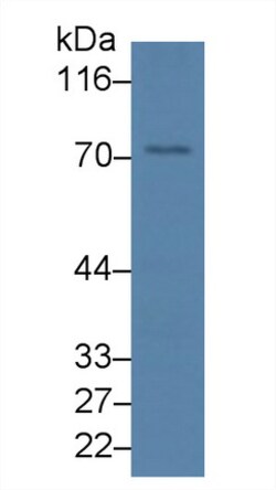 Invitrogen SYNC Polyclonal Antibody, Invitrogen 100 &mu;L; Unconjugated:Antibodies,
