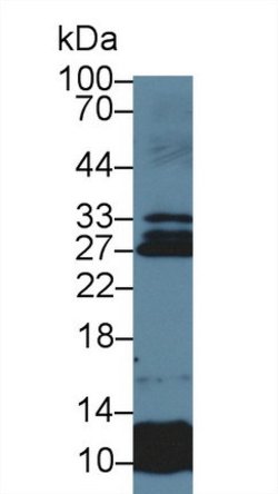 Invitrogen Sostdc1 Polyclonal Antibody, Invitrogen:Antibodies:Primary Antibodies
