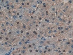 RNASE4 Polyclonal Antibody, Invitrogen:Antibodies:Primary Antibodies