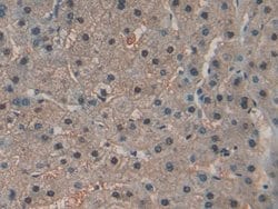 RNASE4 Polyclonal Antibody, Invitrogen:Antibodies:Primary Antibodies