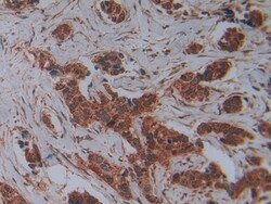 Invitrogen PLAA Polyclonal Antibody, Invitrogen 100 &mu;L; Unconjugated:Antibodies,