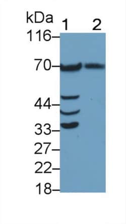 Invitrogen PLAA Polyclonal Antibody, Invitrogen 100 &mu;L; Unconjugated:Antibodies,