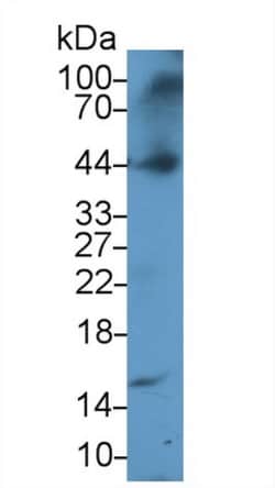 Invitrogen ORM1 Polyclonal Antibody, Invitrogen 100 &mu;L; Unconjugated:Antibodies,