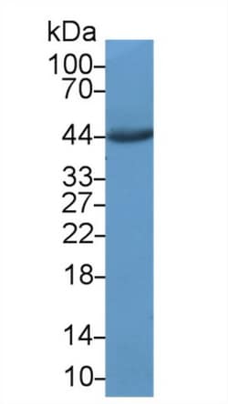 Invitrogen ORM1 Polyclonal Antibody, Invitrogen 100 &mu;L; Unconjugated:Antibodies,