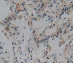 Invitrogen OLFM3 Polyclonal Antibody, Invitrogen 100 &mu;L; Unconjugated:Antibodies,