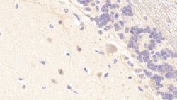 MXRA5 Polyclonal Antibody, Invitrogen:Antibodies:Primary Antibodies
