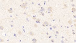 MXRA5 Polyclonal Antibody, Invitrogen:Antibodies:Primary Antibodies