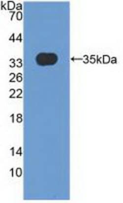 MXRA5 Polyclonal Antibody, Invitrogen:Antibodies:Primary Antibodies