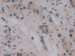 Invitrogen MPEG1 Polyclonal Antibody, Invitrogen 20 &mu;L; Unconjugated:Antibodies,