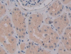 Invitrogen MPEG1 Polyclonal Antibody, Invitrogen 20 &mu;L; Unconjugated:Antibodies,