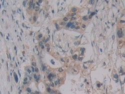 Invitrogen MPEG1 Polyclonal Antibody, Invitrogen 20 &mu;L; Unconjugated:Antibodies,